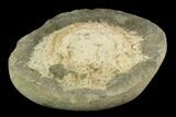 Spiny Fossil Crab (Trichopeltarion) Nodule (Pos/Neg)- New Zealand #129396-2